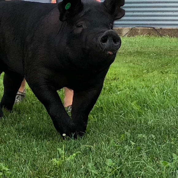 Meet your Posher, Kane - Picture 1 of 1